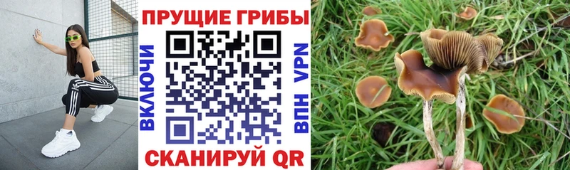 Галлюциногенные грибы мухоморы Купить где Шлиссельбург